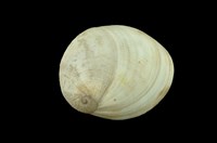 藏品(南洋扁玉螺)的圖片